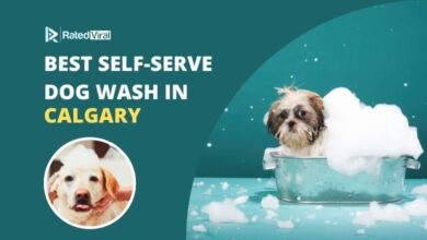Best Self-Serve Dog Wash in calgary