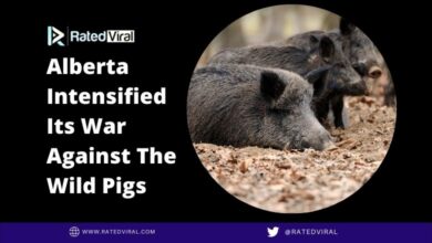 Alberta Intensified Its War Against The Wild Pigs